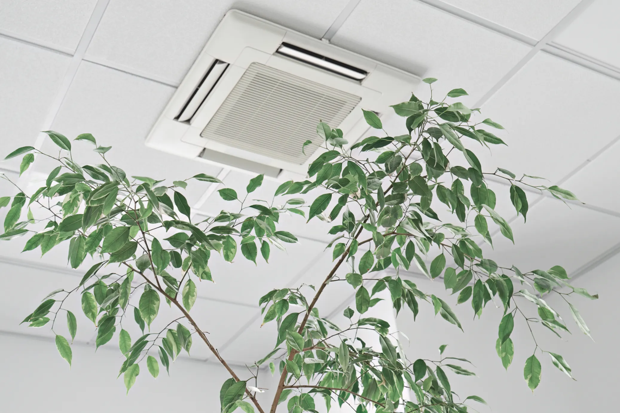 Sustainable Interior Design- Indoor Air Quality.